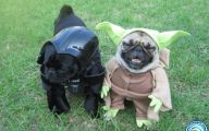 Funny Costume For Dogs 34 Background Wallpaper