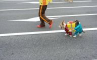 Funny Costume For Dogs 4 Widescreen Wallpaper