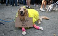 Funny Costume For Dogs 5 Cool Wallpaper