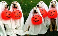 Funny Costume For Dogs 8 Cool Hd Wallpaper