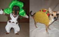 Funny Costume For Dogs 9 Wide Wallpaper