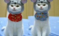  Funny Costumes For Cats 11 Desktop Wallpaper