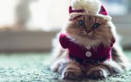  Funny Costumes For Cats 14 Background Wallpaper