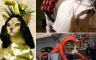  Funny Costumes For Cats 15 Wide Wallpaper
