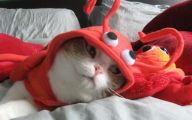  Funny Costumes For Cats 17 Background Wallpaper