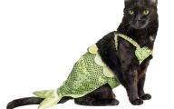  Funny Costumes For Cats 18 Cool Hd Wallpaper