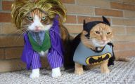  Funny Costumes For Cats 29 Widescreen Wallpaper