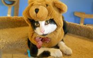  Funny Costumes For Cats 31 Free Hd Wallpaper