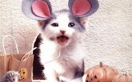  Funny Costumes For Cats 34 High Resolution Wallpaper