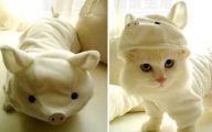  Funny Costumes For Cats 35 Cool Wallpaper