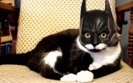  Funny Costumes For Cats 36 High Resolution Wallpaper