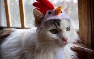  Funny Costumes For Cats 37 Hd Wallpaper