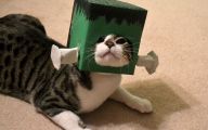  Funny Costumes For Cats 38 Wide Wallpaper