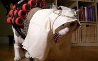  Funny Costumes For Cats 8 Wide Wallpaper