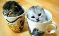 Funny Cute Cats  23 Widescreen Wallpaper
