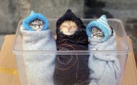 Funny Cute Cats  27 Background Wallpaper