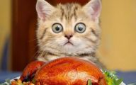 Funny Cute Cats  29 Background Wallpaper