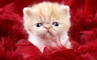 Funny Cute Cats  8 Background