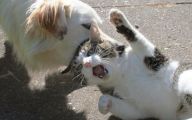 Funny Dogs And Cats Living Together 10 Wide Wallpaper