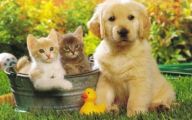 Funny Dogs And Cats Living Together 12 Background Wallpaper