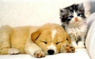 Funny Dogs And Cats Living Together 15 Free Hd Wallpaper