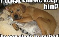 Funny Dogs And Cats Living Together 16 Wide Wallpaper