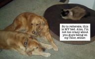 Funny Dogs And Cats Living Together 22 Desktop Background