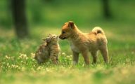 Funny Dogs And Cats Living Together 23 Hd Wallpaper
