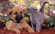 Funny Dogs And Cats Living Together 25 Free Hd Wallpaper