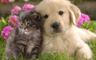 Funny Dogs And Cats Living Together 26 Desktop Background