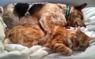Funny Dogs And Cats Living Together 28 Free Wallpaper