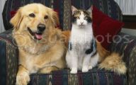 Funny Dogs And Cats Living Together 29 Desktop Background