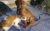 Funny Dogs And Cats Living Together 30 Desktop Background