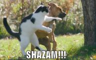 Funny Dogs And Cats Living Together 32 Widescreen Wallpaper