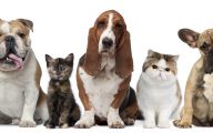Funny Dogs And Cats Living Together 4 Cool Wallpaper