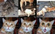 Funny Dogs And Cats Living Together 5 Wide Wallpaper