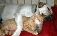 Funny Dogs And Cats Living Together 7 Desktop Wallpaper