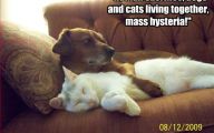 Funny Dogs And Cats Living Together 9 Cool Wallpaper