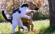 Funny Dogs Annoying Cats 3 Free Hd Wallpaper