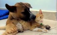 Funny Dogs Annoying Cats 4 Background Wallpaper