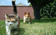 Funny Dogs Annoying Cats 6 Free Wallpaper