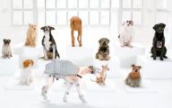  Funny Dogs Barking 1 Desktop Wallpaper