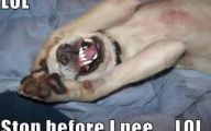  Funny Dogs Barking 12 Background Wallpaper