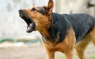  Funny Dogs Barking 16 Background Wallpaper