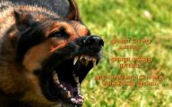  Funny Dogs Barking 23 Cool Hd Wallpaper