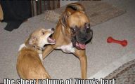  Funny Dogs Barking 7 Cool Hd Wallpaper