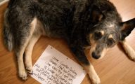 Funny Dogs With Signs 1 Widescreen Wallpaper