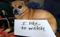 Funny Dogs With Signs 10 Desktop Wallpaper