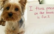Funny Dogs With Signs 14 Background