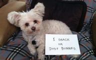Funny Dogs With Signs 16 Wide Wallpaper